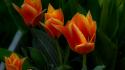Nature flowers tulips wallpaper