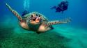 Ocean animals diver turtles wallpaper