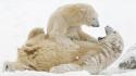 Snow animals cubs polar bears baby wallpaper