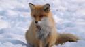 Snow animals foxes wallpaper