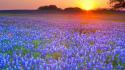 Sun flowers country texas meadows blue bluebonnet wallpaper