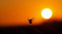 Sun insects silhouettes spiders spider webs wallpaper