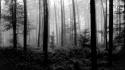 Trees forest national geographic monochrome wallpaper