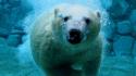 Underwater polar bears wallpaper