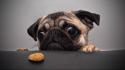 Animals dogs tables coockie pug wallpaper