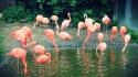 Animals flamingos zoo wallpaper