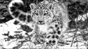 Animals grayscale snow leopards wallpaper