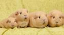 Animals guinea pigs rodents wallpaper