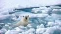 Animals polar bears wallpaper