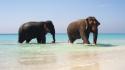 Beach animals elephants pair wallpaper