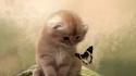Cats kittens butterflies wallpaper