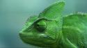 Chameleons reptiles bing wallpaper