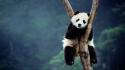 China animals panda bears bing wallpaper