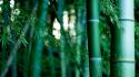 Green nature bamboo plants wallpaper