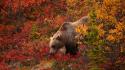 Grizzly bears wallpaper