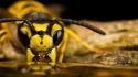 Insects wasp macro drinking wallpaper