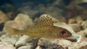 Nature animals fish underwater wallpaper