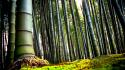Nature bamboo plants wallpaper