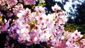 Nature cherry blossoms flowers spring pink wallpaper