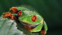 Nature frogs red-eyed tree frog amphibians wallpaper