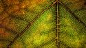 Nature leaf leaves macro structure wallpaper