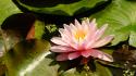 Nature lily pads water lilies wallpaper
