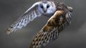 Owls birds barn owl wallpaper