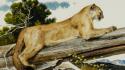 Paintings puma feline artwork wallpaper