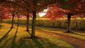 Trees leaves garden lawn evening footpath autumn wallpaper
