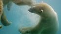 Water animals polar bears wallpaper