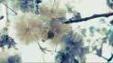 White flowers blossom branches background wallpaper