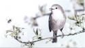 White flowers flying birds animals bees branches wallpaper