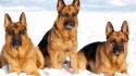 Animals dogs german shepherd wallpaper