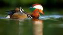 Animals ducks mandarin duck birds wallpaper