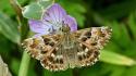Animals insects moths purple flowers wallpaper