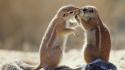 Animals squirrels south africa wallpaper