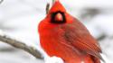 Birds animals cardinal northern wallpaper