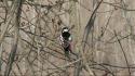 Birds branches woodpecker wallpaper