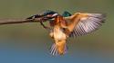 Birds kingfisher wallpaper