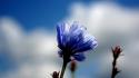 Blue nature flowers wind wallpaper