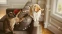 Cats animals bubbles pets soap domestic cat wallpaper