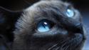 Cats blue eyes animals macro wallpaper