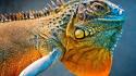 Close-up scales reptiles iguana wallpaper