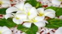 Flowers white plumeria wallpaper