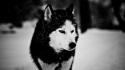 Husky grayscale low resolution blurred pixelated wolves wallpaper