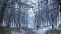 Landscapes winter forest multiscreen wallpaper