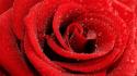 Macro red rose wallpaper