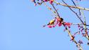 Nature cherry blossoms birds spring branches pink flowers wallpaper