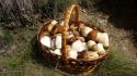 Nature mushrooms baskets wallpaper