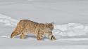 Snow animals lynx wallpaper